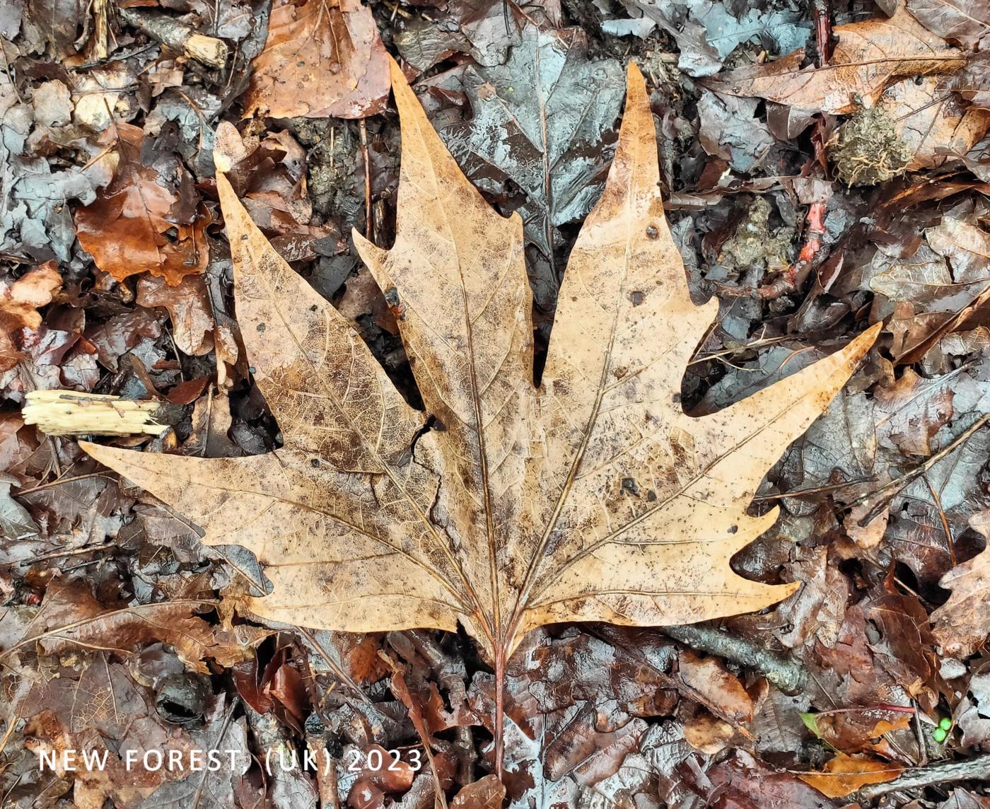 Plane tree, Oriental leaf